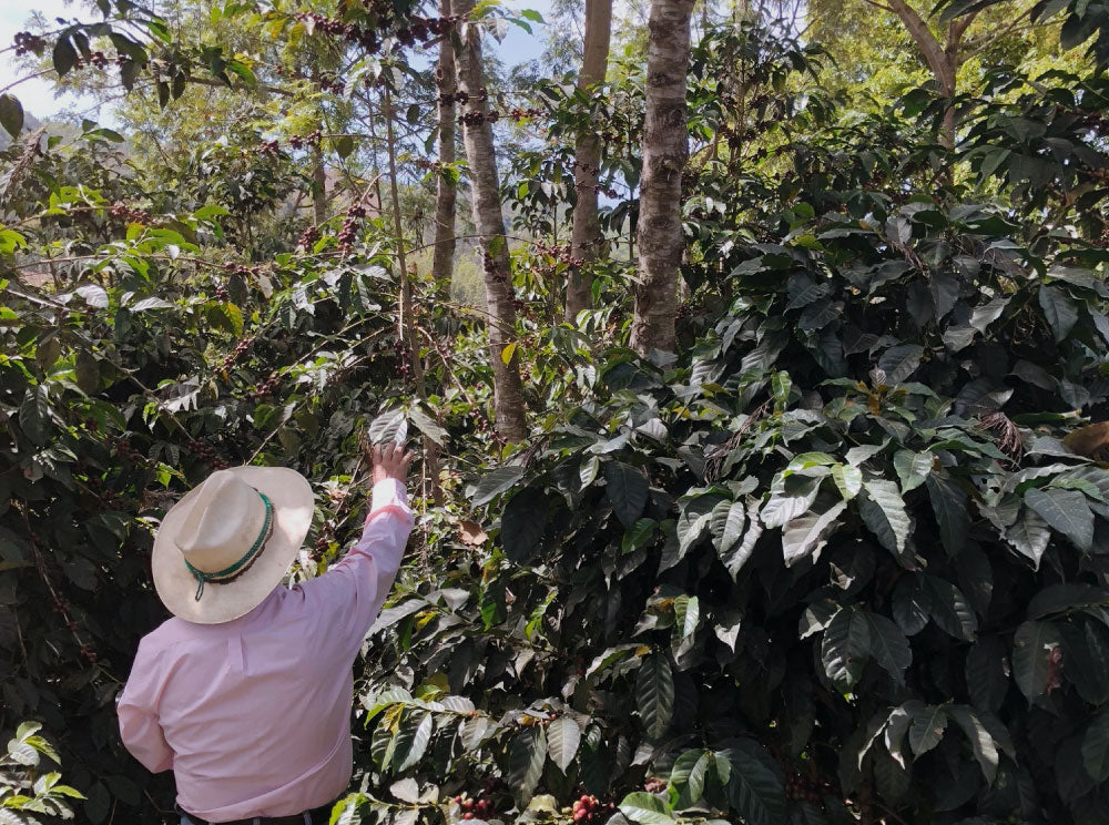 Why Organic Coffee is Important