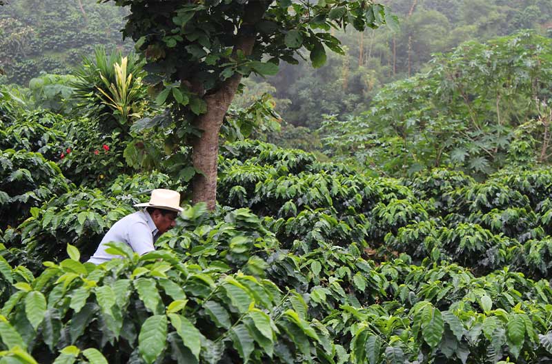 Seasonality in Coffee